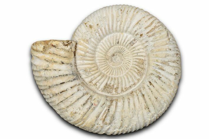Jurassic Ammonite (Perisphinctes) Fossil - Madagascar #337684